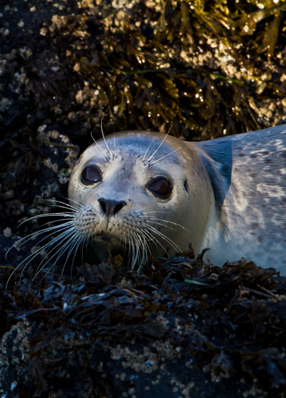 Harbor Seal